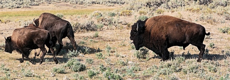 Bison Yellowstone 1.jpg