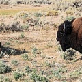 Bison Yellowstone 1