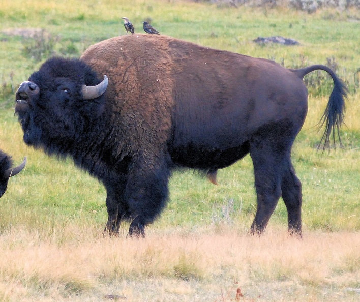 Bison Yellowstone.jpg